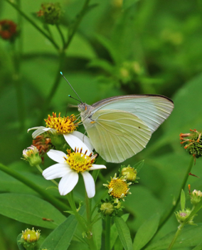 Great Southern White male